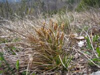 Carex humilis 2, Saxifraga-Jasenka Topic
