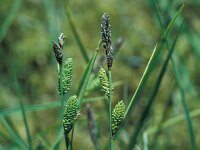 Carex iberica