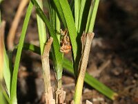 Carex intumescens