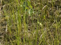 Carex lasiocarpa