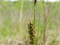 Carex lasiocarpa 10, Draadzegge, Saxifraga-Rutger Barendse