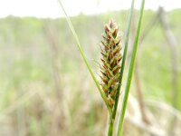 Carex lasiocarpa 11, Draadzegge, Saxifraga-Rutger Barendse