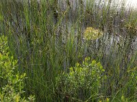 Carex lasiocarpa 14, Draadzegge, Saxifraga-Hans Boll