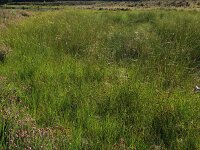 Carex lasiocarpa 15, Draadzegge, Saxifraga-Hans Boll