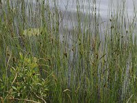 Carex lasiocarpa 16, Draadzegge, Saxifraga-Hans Boll