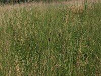 Carex lasiocarpa 19, Draadzegge, Saxifraga-Hans Boll