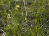 Carex lasiocarpa 2, Draadzegge, Saxifraga-Willem van Kruijsbergen