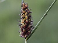 Carex lasiocarpa 4, Draadzegge, Saxifraga-Peter Meininger