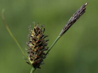 Carex lasiocarpa 6, Draadzegge, Saxifraga-Peter Meininger