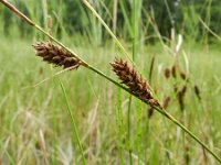 Carex lasiocarpa 8, Draadzegge, Saxifraga-Rutger Barendse