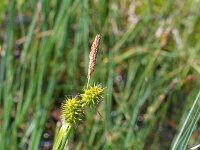 Carex lepidocarpa, Long-stalked Yellow-sedge