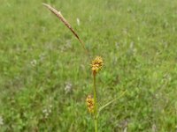 Carex lepidocarpa 12, Schubzegge, Saxifraga-Hans Grotenhuis