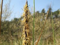 Carex limosa