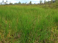 Carex limosa 10, Slijkzegge, Saxifraga-Hans Boll