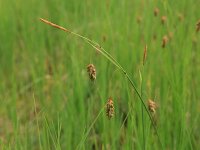 Carex limosa 11, Slijkzegge, Saxifraga-Hans Boll