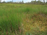 Carex limosa 12, Slijkzegge, Saxifraga-Hans Boll