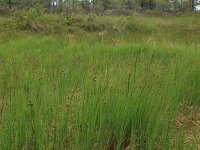 Carex limosa 13, Slijkzegge, Saxifraga-Hans Boll