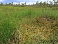 Carex limosa 8, Slijkzegge, Saxifraga-Hans Boll