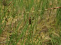 Carex limosa 9, Slijkzegge, Saxifraga-Hans Boll