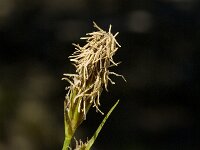 Carex liparocarpos