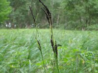 Carex melanostachya