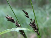 Carex melanostachya 3, Saxifraga-Rutger Barendse
