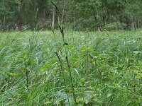 Carex melanostachya 4, Saxifraga-Rutger Barendse