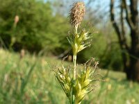 Carex michelii