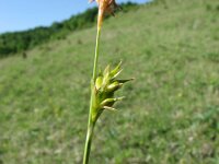 Carex michelii 3, Saxifraga-Jasenka Topic