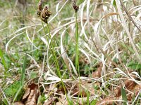Carex montana 10, Saxifraga-Rutger Barendse