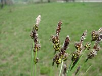 Carex montana 7, Saxifraga-Jasenka Topic