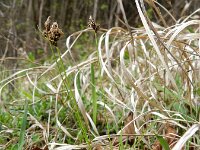Carex montana 9, Saxifraga-Rutger Barendse