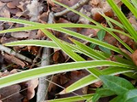Carex morrowii