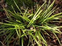 Carex morrowii 3, Saxifraga-Rutger Barendse