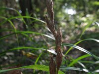 Carex muskingumensis