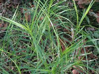 Carex muskingumensis 10, Palmzegge, Saxifraga-Rutger Barendse