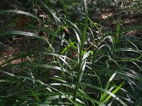 Carex muskingumensis 3, Palmzegge, Saxifraga-Rutger Barendse