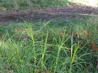 Carex muskingumensis 7, Palmzegge, Saxifraga-Rutger Barendse
