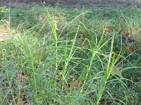 Carex muskingumensis 9, Palmzegge, Saxifraga-Rutger Barendse