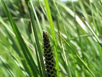 Carex nigra, Common Sedge