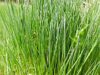 Carex nigra 14, Zwarte zegge, Saxifraga-Rutger Barendse