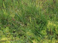Carex nigra 16, Zwarte zegge, Saxifraga-Hans Boll