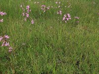 Carex nigra 18, Zwarte zegge, Saxifraga-Hans Boll