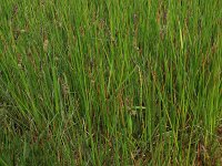 Carex nigra 19, Zwarte zegge, Saxifraga-Hans Boll