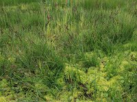 Carex nigra 20, Zwarte zegge, Saxifraga-Hans Boll