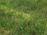 Carex nigra 21, Zwarte zegge, Saxifraga-Hans Boll