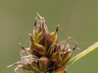 Carex oedipostyla