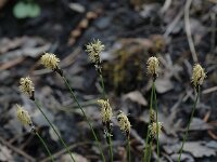 Carex ornithopoda, Birds-food Sedge