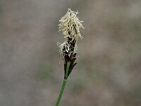 Carex ornithopoda 2, Saxifraga-Jan van der Straaten