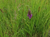 Carex otrubae 11, Valse voszegge, Saxifraga-Hans Boll
